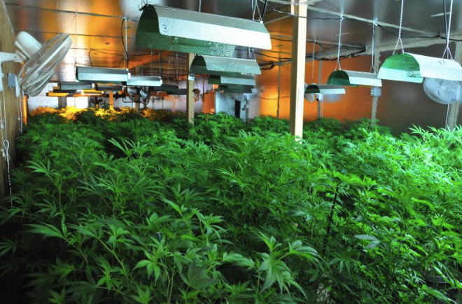 DDPHE Announces Marijuana Inspections Amid Black Market Explosion